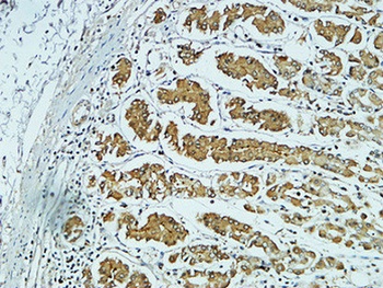 CD57 rabbit pAb Antibody