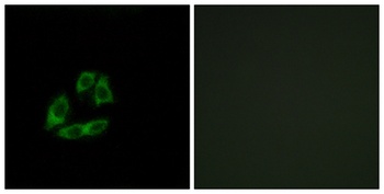 Arfaptin 1 rabbit pAb Antibody