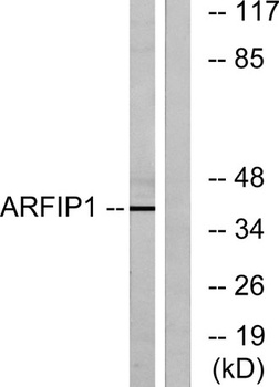 Arfaptin 1 rabbit pAb Antibody