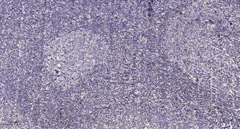 HtrA2 (phospho Ser212) rabbit pAb