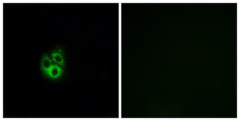 Gγ 5 rabbit pAb Antibody