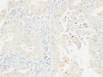 14-3-3 σ rabbit pAb Antibody