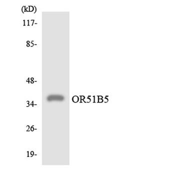 Olfactory receptor 51B5 rabbit pAb Antibody