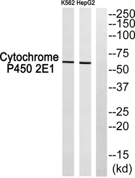 Cadherin-20 rabbit pAb Antibody