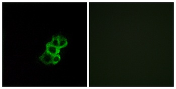 Olfactory receptor 8B4 rabbit pAb Antibody