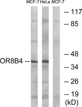 Olfactory receptor 8B4 rabbit pAb Antibody