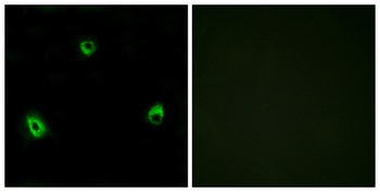 Olfactory receptor 10A4 rabbit pAb Antibody