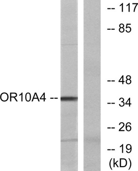 Olfactory receptor 10A4 rabbit pAb Antibody