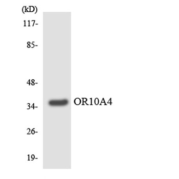 Olfactory receptor 10A4 rabbit pAb Antibody