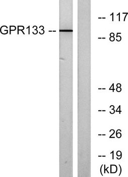 GPR133 rabbit pAb Antibody
