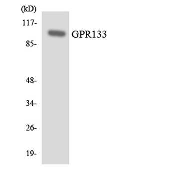 GPR133 rabbit pAb Antibody
