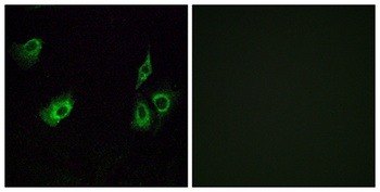 Olfactory receptor 4K3 rabbit pAb Antibody