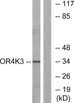Olfactory receptor 4K3 rabbit pAb Antibody
