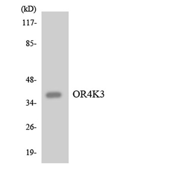 Olfactory receptor 4K3 rabbit pAb Antibody