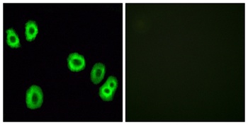 GPR18 rabbit pAb Antibody