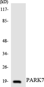 Laminin α-1 rabbit pAb Antibody