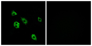 GPR27 rabbit pAb Antibody