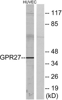 GPR27 rabbit pAb Antibody