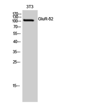 GluR-δ2 rabbit pAb Antibody
