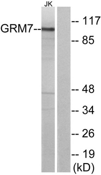 mGluR7 rabbit pAb Antibody