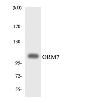 mGluR7 rabbit pAb Antibody
