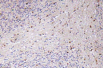 GROα rabbit pAb Antibody