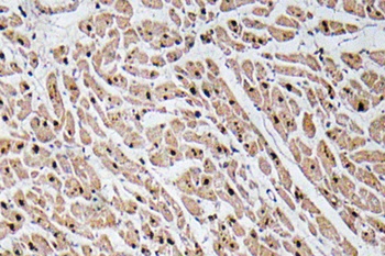 GROγ rabbit pAb Antibody