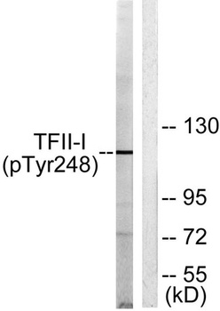 TFII-I (phospho Tyr248) rabbit pAb Antibody