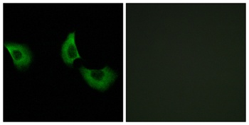 Fibulin-4 rabbit pAb Antibody