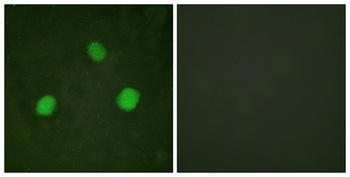 Histone H3.3 (phospho Ser31) rabbit pAb