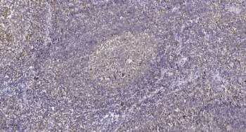 Histone H3.3 (phospho Ser31) rabbit pAb