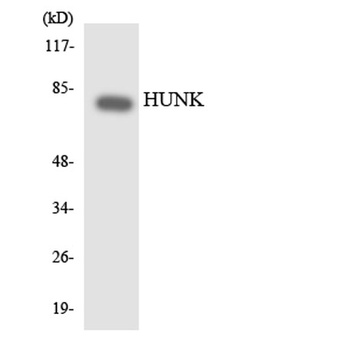 HUNK rabbit pAb Antibody