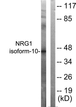Neuregulin-1 SMDF rabbit pAb