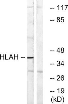 HLA-H rabbit pAb Antibody