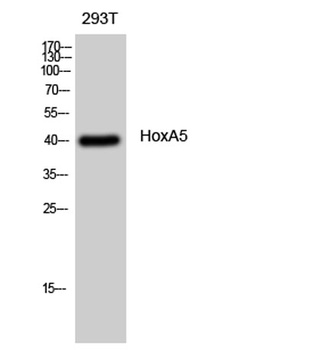 HoxA5 rabbit pAb Antibody