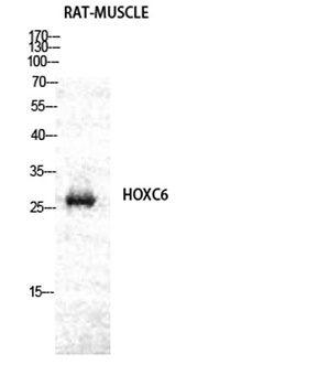 Hox-C6 rabbit pAb Antibody