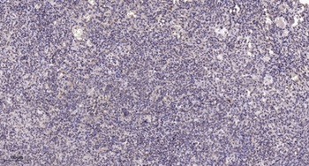 Hox-C6 rabbit pAb Antibody