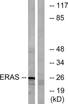 E-Ras rabbit pAb Antibody