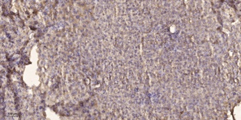Rabr rabbit pAb Antibody