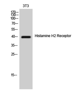 Histamine H2 Receptor rabbit pAb Antibody