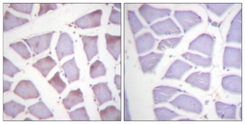 XIAP (phospho Ser87) rabbit pAb