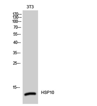 HSP10 rabbit pAb Antibody
