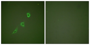 HSP10 rabbit pAb Antibody
