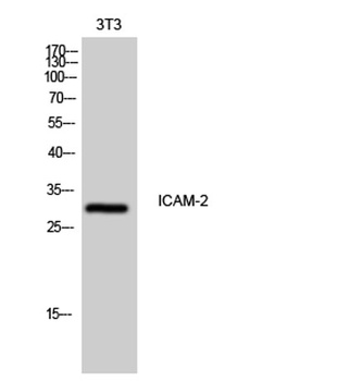 ICAM-2 rabbit pAb Antibody