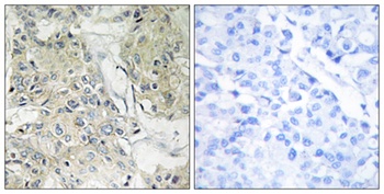 Anoctamin-9 rabbit pAb Antibody