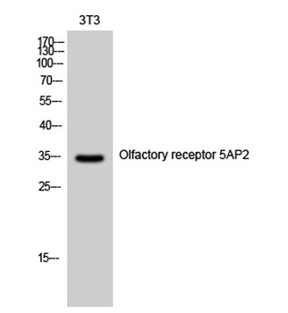 Olfactory receptor 5AP2 rabbit pAb Antibody