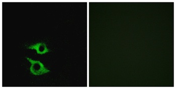 Olfactory receptor 5AP2 rabbit pAb Antibody