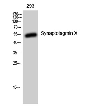 Synaptotagmin X rabbit pAb Antibody