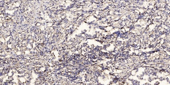 Synaptotagmin X rabbit pAb Antibody