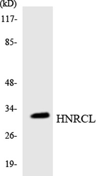 hnRNP CL1 rabbit pAb Antibody